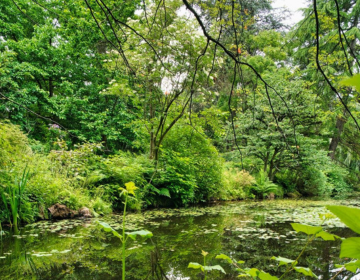 nature scene with water and trees.